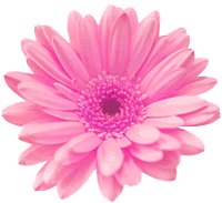 Flowers Pictures, Images and Photos