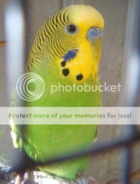 BudgieCloseupthroughthewire2.jpg