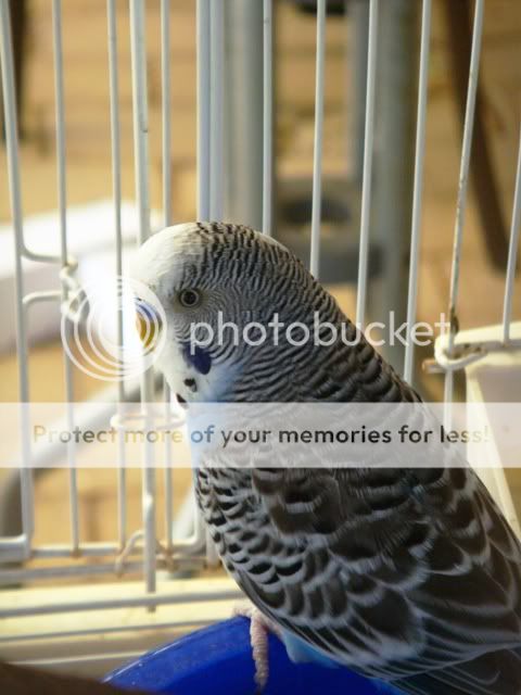 NewBudgie4.jpg