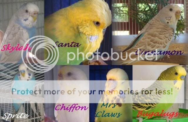 birdcollage1.jpg