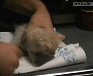 1343244569_kitten_drinking_from_syr.gif