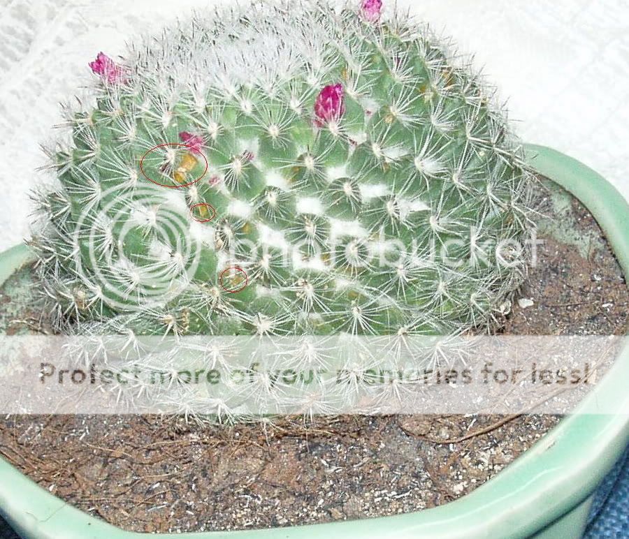 Mọi người giúp em xem bệnh cây xương rồng này với