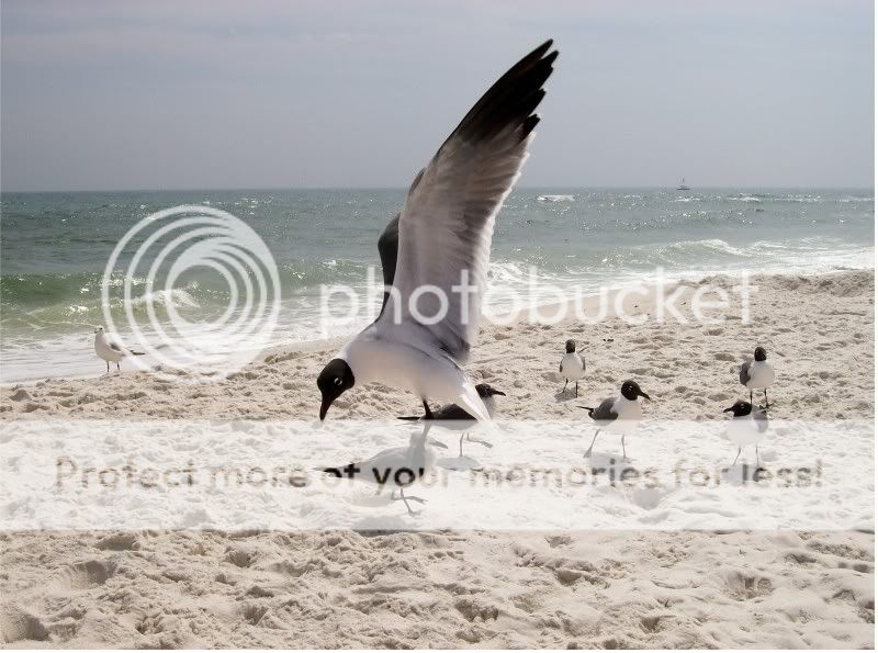 IMAGE: http://i521.photobucket.com/albums/w340/Oakman58/GulfTrip60_1.jpg