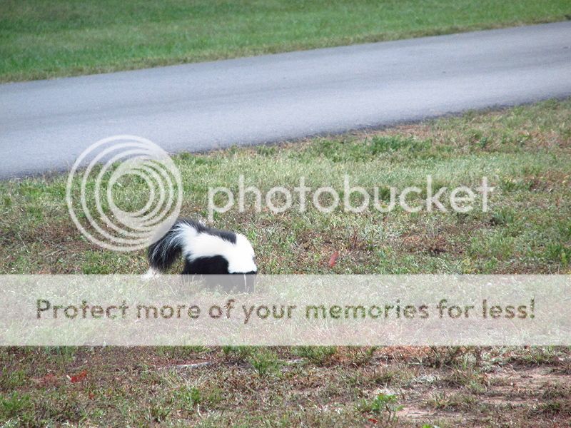 IMAGE: http://i521.photobucket.com/albums/w340/Oakman58/IMG_0107.jpg