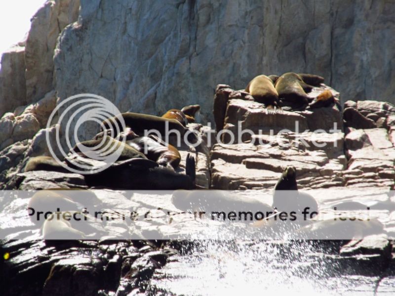 IMAGE: http://i521.photobucket.com/albums/w340/Oakman58/IMG_4801-Copy_zpsd85009f1.jpg