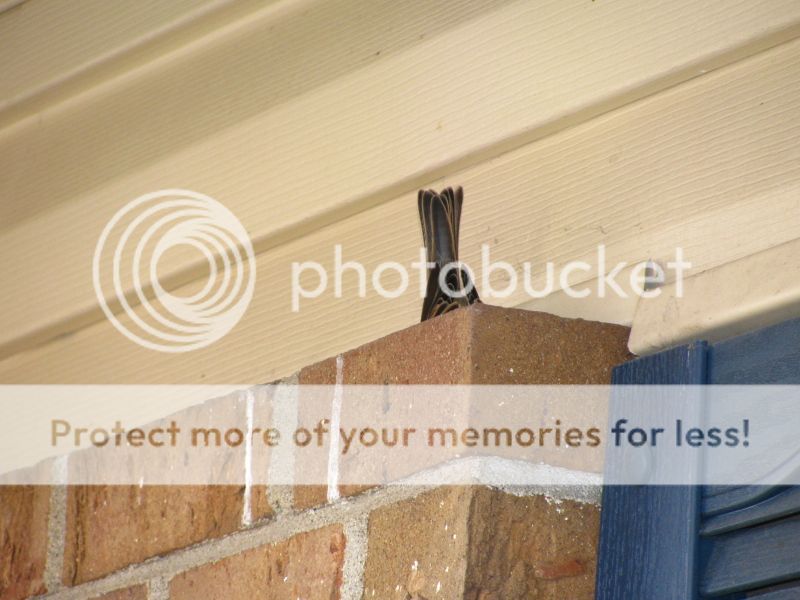 IMAGE: http://i521.photobucket.com/albums/w340/Oakman58/IMG_8426_1.jpg