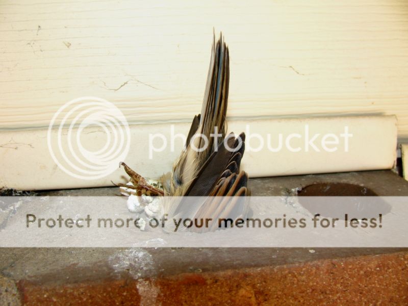 IMAGE: http://i521.photobucket.com/albums/w340/Oakman58/IMG_8429_1.jpg