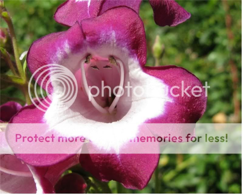 IMAGE: http://i521.photobucket.com/albums/w340/Oakman58/zoo020_2.jpg